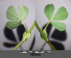 Attēlu rezultāti vaicājumam “Trifolium dubium leaf”