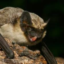 Attēlu rezultāti vaicājumam “Vespertilio murinus”