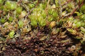 Attēlu rezultāti vaicājumam “Bryum pallescens”