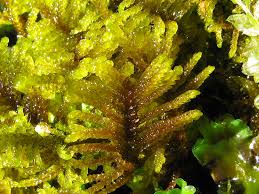 Attēlu rezultāti vaicājumam “Palustriella”