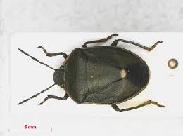 Attēlu rezultāti vaicājumam “Chlorochroa juniperina”