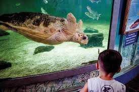 Image result for Crosby Scout and Guide Marina Club