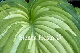 Image result for Hosta Warpaint