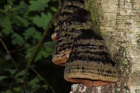 Attēlu rezultāti vaicājumam “Fomes fomentarius”