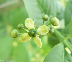 Attēlu rezultāti vaicājumam “Euonymus europaeus bud”