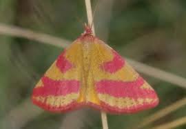 Attēlu rezultāti vaicājumam “Lythria cruentaria”