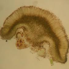 Attēlu rezultāti vaicājumam “Hertelidea botryosa”