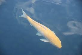 Image result for Cyprinus carpio
