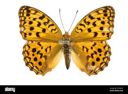 Attēlu rezultāti vaicājumam “Argynnis adippe female”