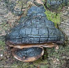 Attēlu rezultāti vaicājumam “Phellinus igniarius”