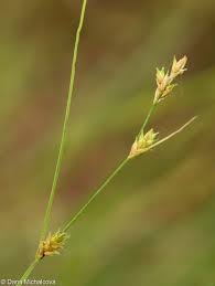 Attēlu rezultāti vaicājumam “Carex remota fruit”