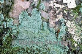 Attēlu rezultāti vaicājumam “Lepraria incana”