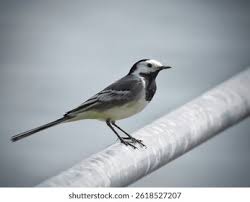 Attēlu rezultāti vaicājumam “Motacillidae”