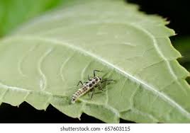 Attēlu rezultāti vaicājumam “Calvia decemguttata larva”