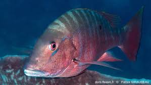 Image result for Lutjanus analis