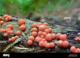 Attēlu rezultāti vaicājumam “Lycogala confusum spores”