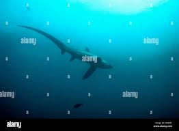 Image result for Alopias pelagicus