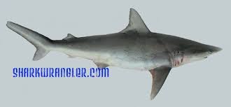 Image result for Carcharhinus isodon