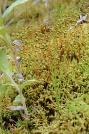 Attēlu rezultāti vaicājumam “Philonotis calcarea”