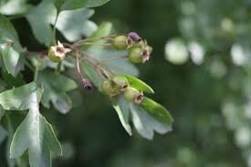 Attēlu rezultāti vaicājumam “Crataegus laevigata bud”