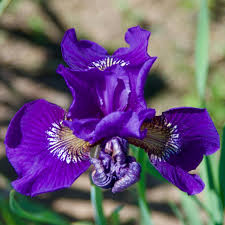Attēlu rezultāti vaicājumam “Iris sibirica flower”