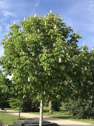 Attēlu rezultāti vaicājumam “Aesculus hippocastanum”