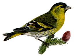 Attēlu rezultāti vaicājumam “Carduelis spinus”