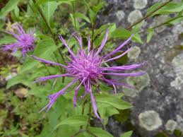 Image result for Centaurea pseudophrygia