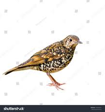 Image result for Zoothera dauma