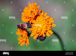 Attēlu rezultāti vaicājumam “Pilosella aurantiaca flower”