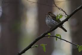 Image result for Seiurus aurocapilla