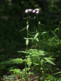 Attēlu rezultāti vaicājumam “Cardamine bulbifera leaf”