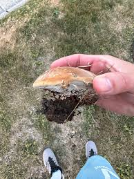 Attēlu rezultāti vaicājumam “Onnia tomentosa”