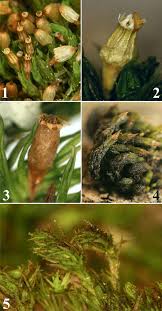 Attēlu rezultāti vaicājumam “Orthotrichum pumilum”