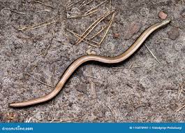 Attēlu rezultāti vaicājumam “Anguis fragilis”