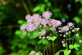 Attēlu rezultāti vaicājumam “Thalictrum aquilegifolium leaf”