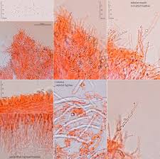 Attēlu rezultāti vaicājumam “Skeletocutis nivea”
