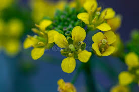 Attēlu rezultāti vaicājumam “Rorippa amphibia”