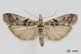 Attēlu rezultāti vaicājumam “Zophodia grossulariella”