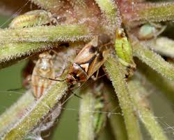 Attēlu rezultāti vaicājumam “Orthops basalis”