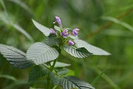 Attēlu rezultāti vaicājumam “Galeopsis tetrahit”