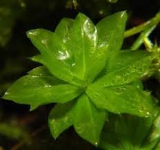 Attēlu rezultāti vaicājumam “Rhodobryum roseum”