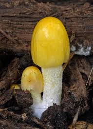 Attēlu rezultāti vaicājumam “Bolbitius vitellinus”