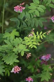 Attēlu rezultāti vaicājumam “Lathyrus niger”