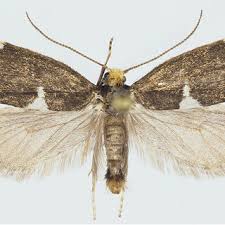 Attēlu rezultāti vaicājumam “Incurvariidae”