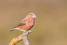 Attēlu rezultāti vaicājumam “Loxia pytyopsittacus”