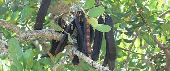 Attēlu rezultāti vaicājumam “Tussilago farfara fruit”