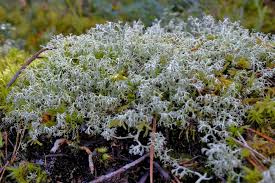 Attēlu rezultāti vaicājumam “Cladonia norvegica”
