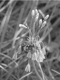 Attēlu rezultāti vaicājumam “Allium oleraceum flower”