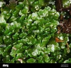 Attēlu rezultāti vaicājumam “Pellia endiviifolia”